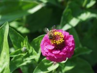 Bienchen