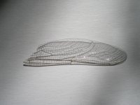 Libellenflügel